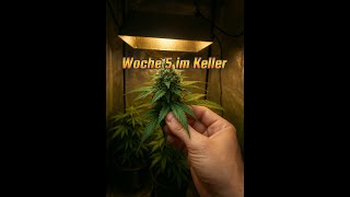 Basement Grow Week 5: Vital, stable & a minor claw alert!
