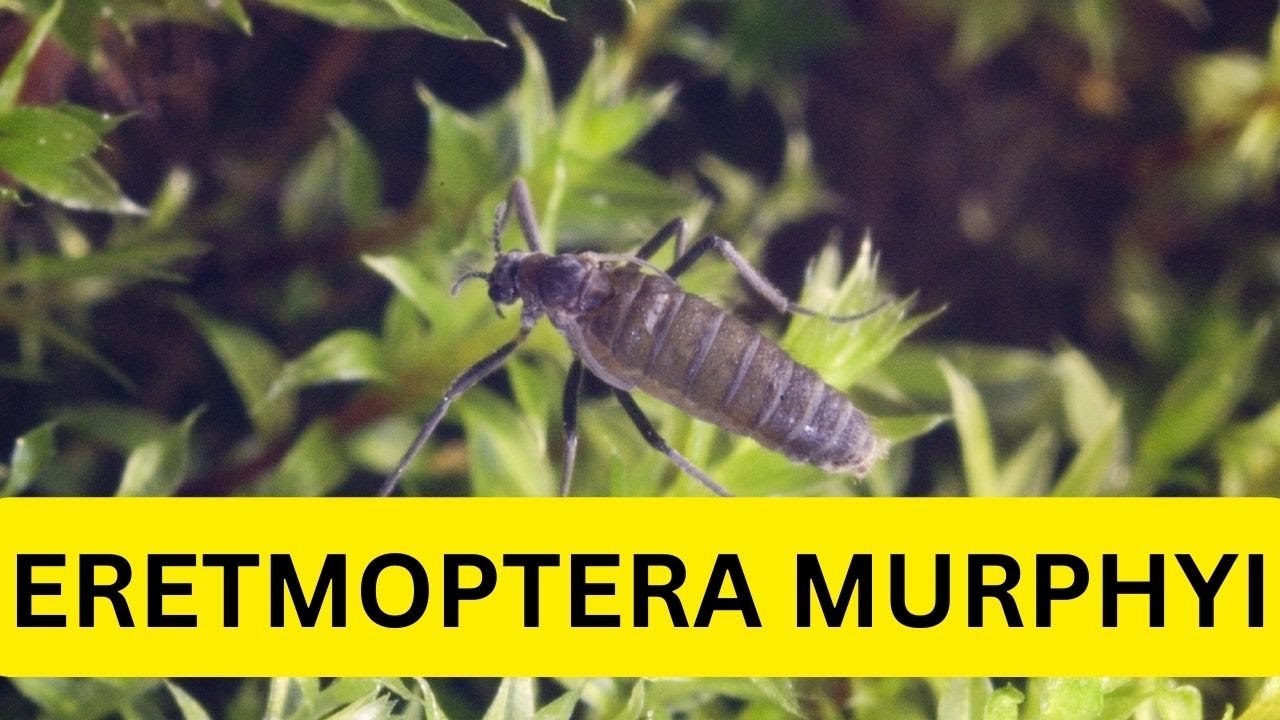 ERETMOPTERA MURPHYI | UPSC CSE | 