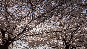 [openframeworks] Flow Field - Cherry Blossoms -