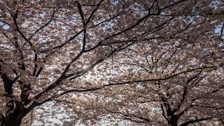 [openframeworks] Flow Field - Cherry Blossoms - Net Worth