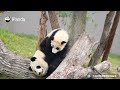 Happy Times Of Panda Mom And Cub | iPanda