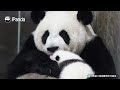 Happy Times Of Panda Mom And Cub | iPanda