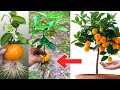 New idea grafting oranges with duck eggs yields 100 fruit  how to grafting oranges