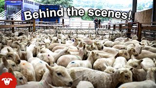 Behind the scenes of a Sheep Shearing competition