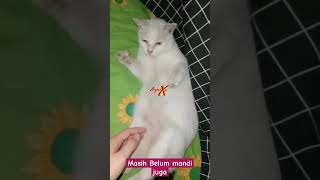 Marah 🦋😹😹😹 #cat #catlover