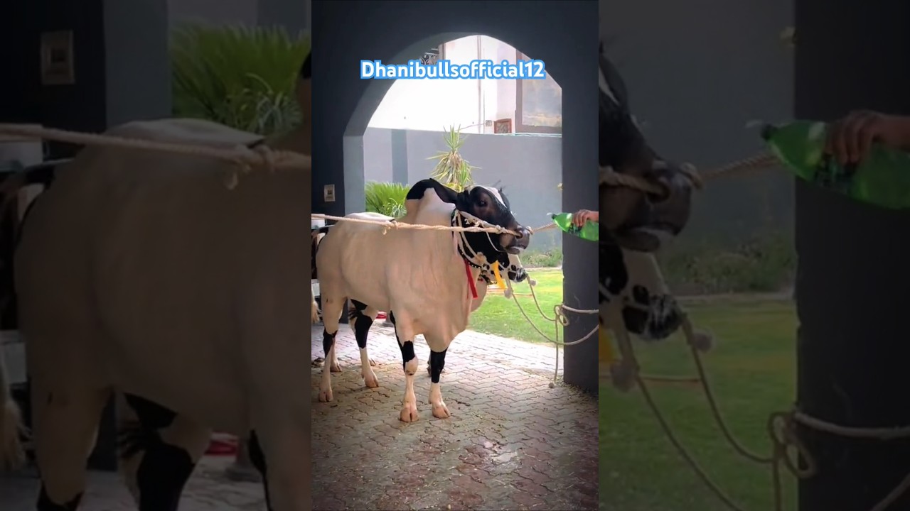 MashaAllah Dabba Beauty 😍 Dhani Bull 🐂