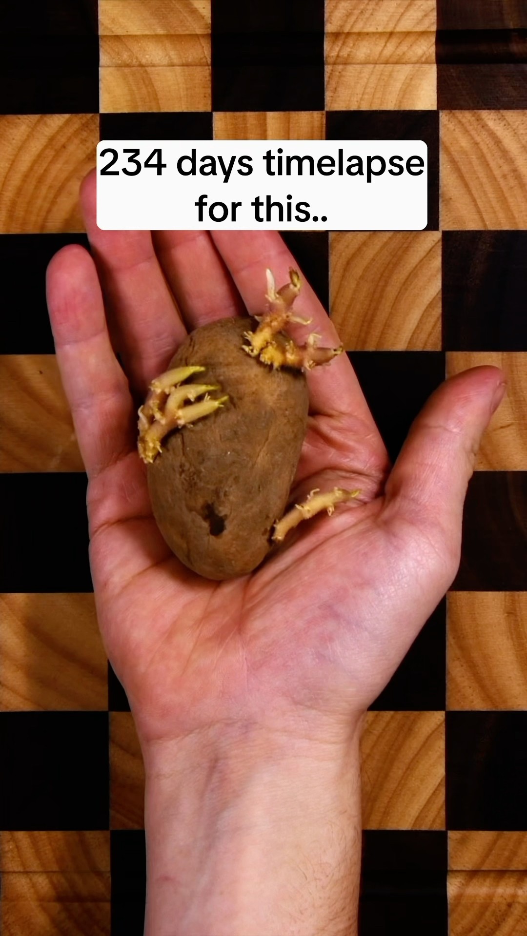 This is how I grew the (probably) smallest potatoes in the world