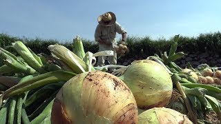 ひらど新鮮市場　吊り玉ねぎ