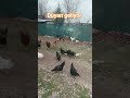 teker teker çıktılar 🐥🐥🐔🐓  #kangal #tavuk #köy #civciv
