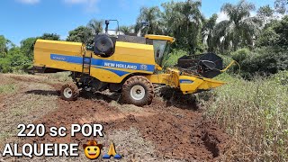 Soja De 220 Sacas Por Alqueire E Atolamos A Ceifa