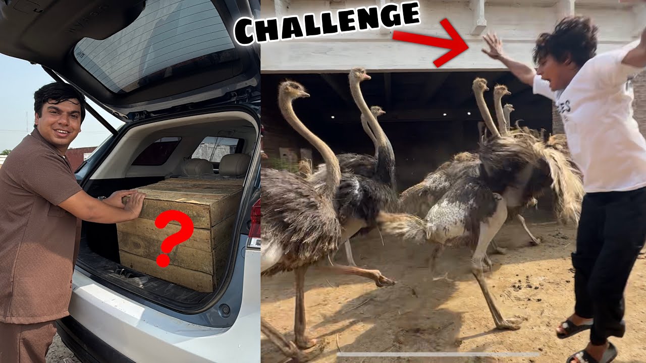 Finally Big Surprise Box Arrived 😍 Ostrich CHALLENGE Whit Friends 