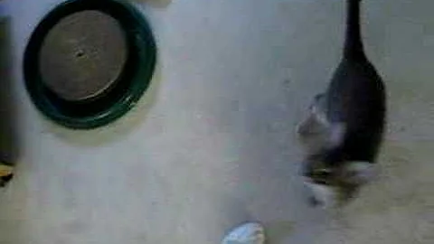 Watch the video about Monkey (Blue Abyssinian male, 7 months) begging for treats