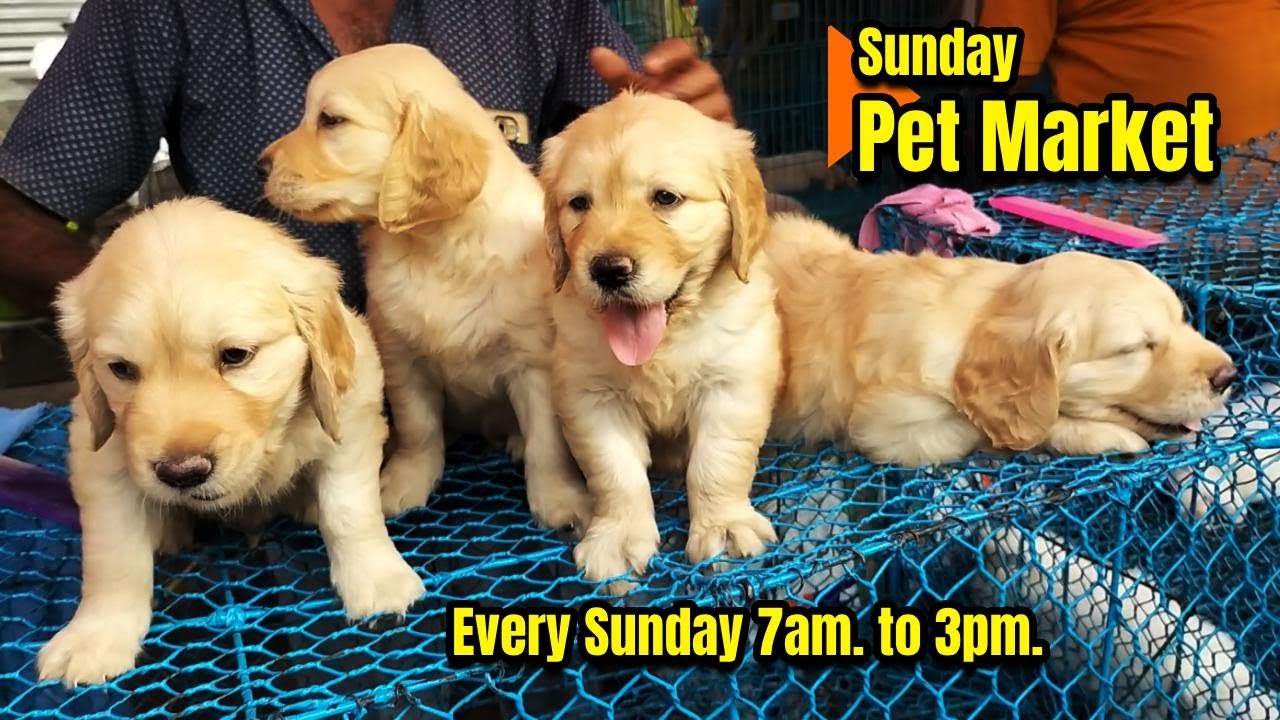 Galiff Street Pet Market Kolkata dog market in kolkata pet market Gallif street kolkata