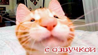 Приколы С Котами! С Озвучкой! Смешные Котики И Собачки! Самые Смешные Животные!