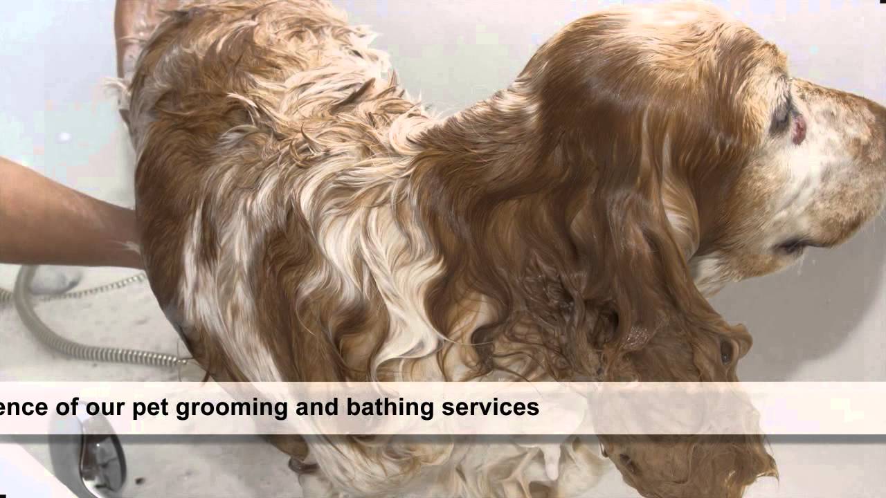 Veterinarian Hospital in Jacksonville, FL Argyle Animal Clinic YouTube