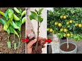 How to rooting a lime branch very easy an take big harvest soon - The home garden - Organic farming.