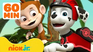 PAW Patrol Monkey Rescues & Adventures! w/ Marshall and Tracker 🐵 1 Hour Compilation | Nick Jr. screenshot 5