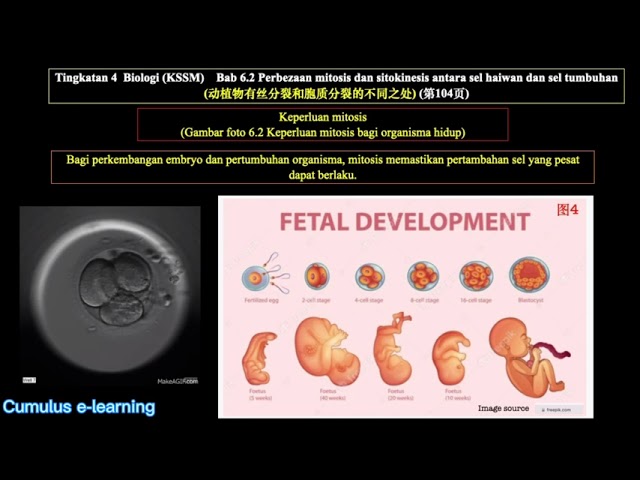 Tingkatan 4 Biologi Bab 6 2 Perbezaan Mitosis Dan Sitokinesis Antara Sel Haiwan Dan Sel Tumbuhan中文讲解 Youtube