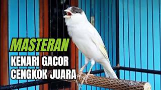 SUARA BURUNG Kenari GACOR PANJANG INI Cocok untuk Masteran KENARI PAUD dan Kenari Macet BUNYI