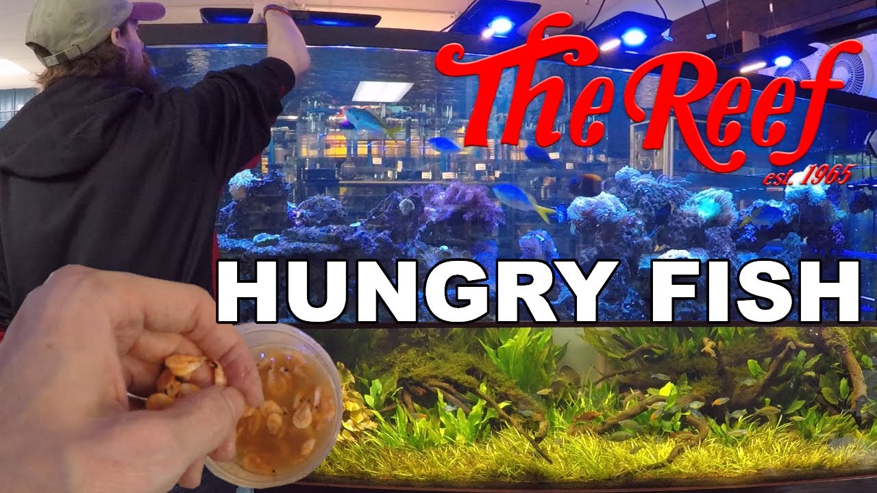 FEEDING THE FRESH AND SALTWATER DISPLAY TANKS HOW TO FEED FROZEN