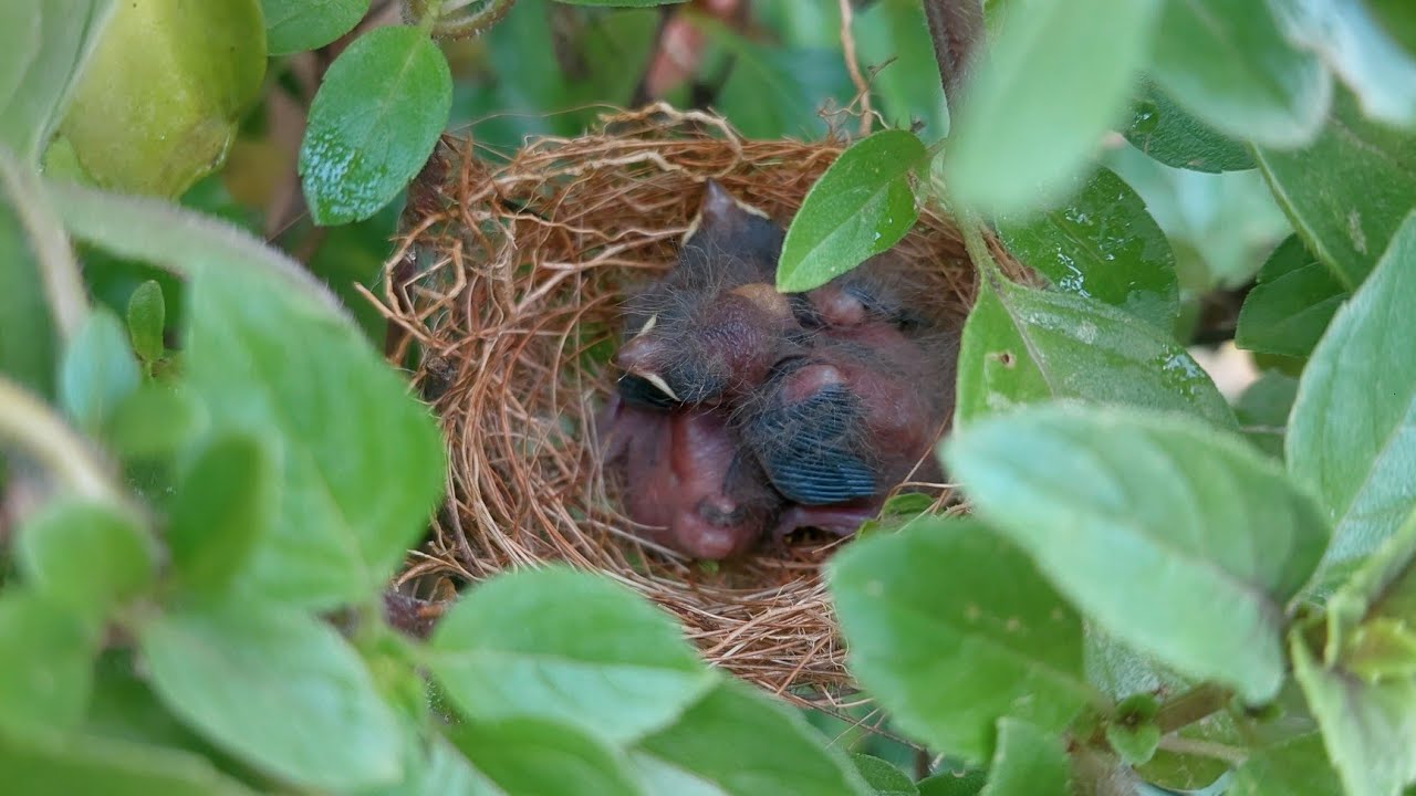 PLANTEI ALHO CAIPIRA NO DIA DE SÃO JOSÉ