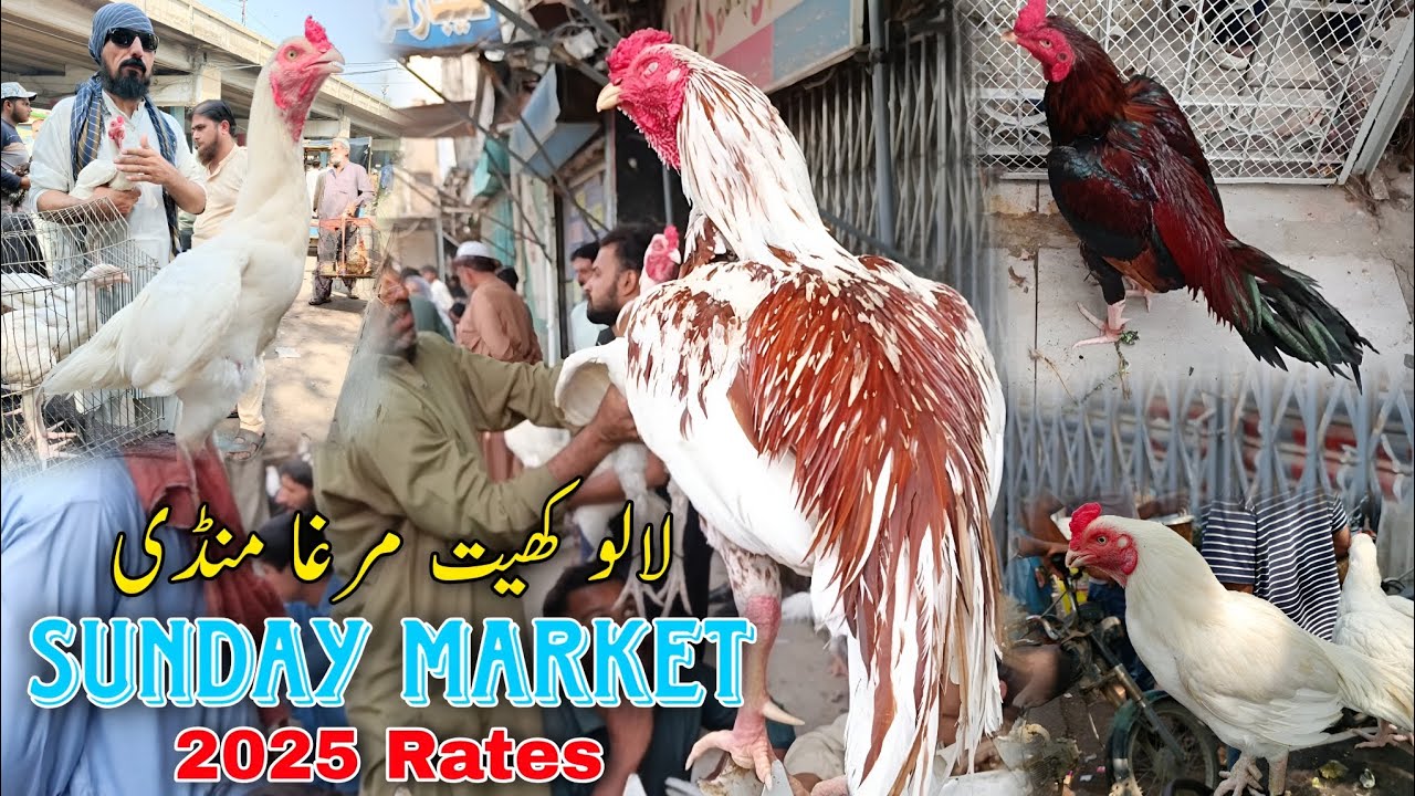 Lalukhet Murga Mandi | Sunday Market | 2025 Rates |