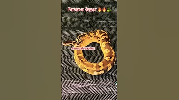 Pastave Sugar Ball Python 2023’