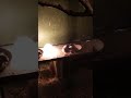 Java Bird Chicks,Taking heat in winter