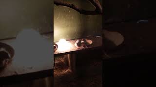 Java Bird Chicks,Taking heat in winter