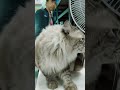 Amazing cat#shortsvideo #animals #shortsvideo