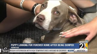 Puppy looking for furever home after being abandoned in Hermitage