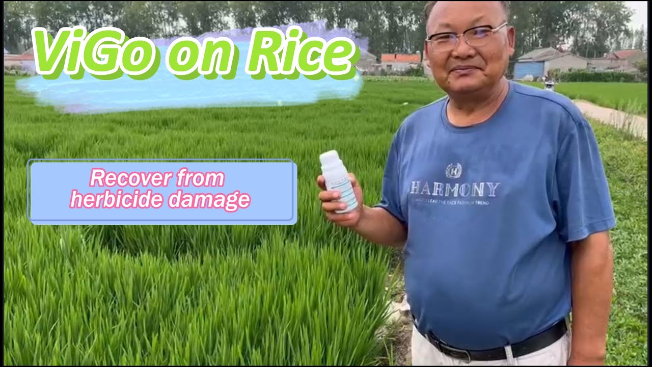 Vigo Converted Rice ViGo on Rice - YouTube