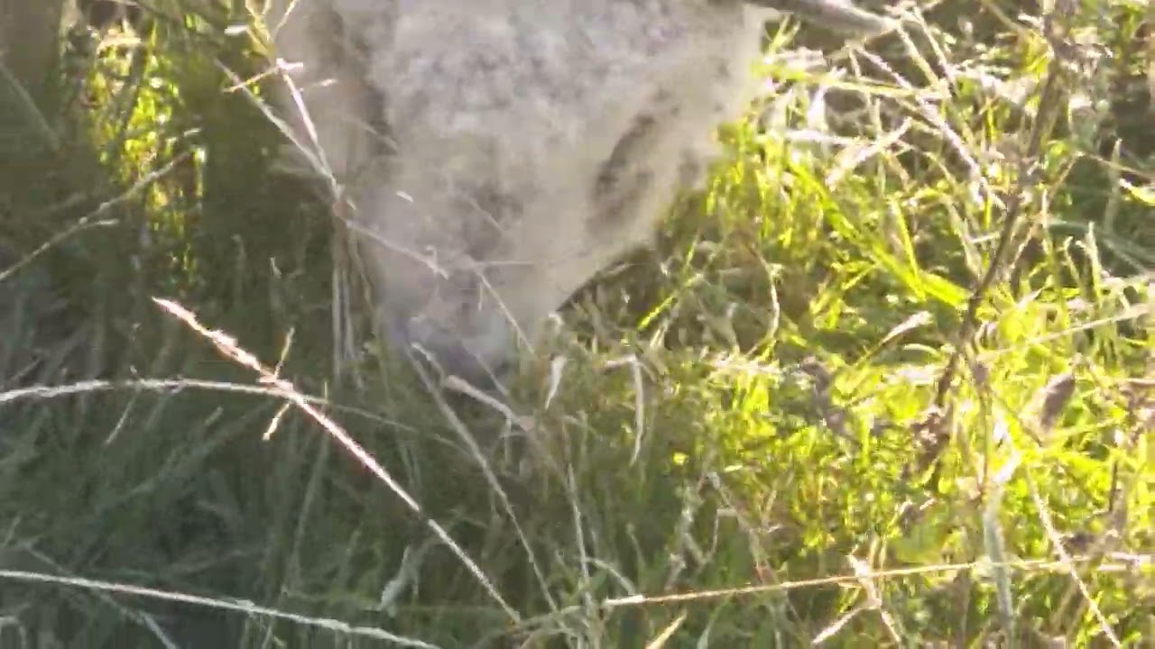 Pâturage hivernal : le gel n'empêche pas de brouter...