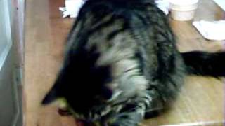 brandy video.AVI