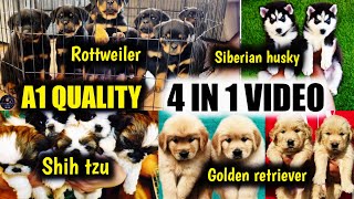 4 In 1 Video | Rottweiler puppies | Golden retriever | Siberian husky | Shih Tzu puppies for sale