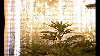 RD_00003-1.avi