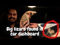 FOUND BIG LIZARD IN CAR DASHBOARD | AZLAN SHAH