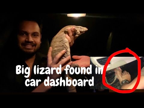 FOUND BIG LIZARD IN CAR DASHBOARD | AZLAN SHAH