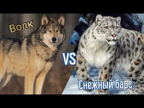 Снежный барс vs Волк кто сильнее