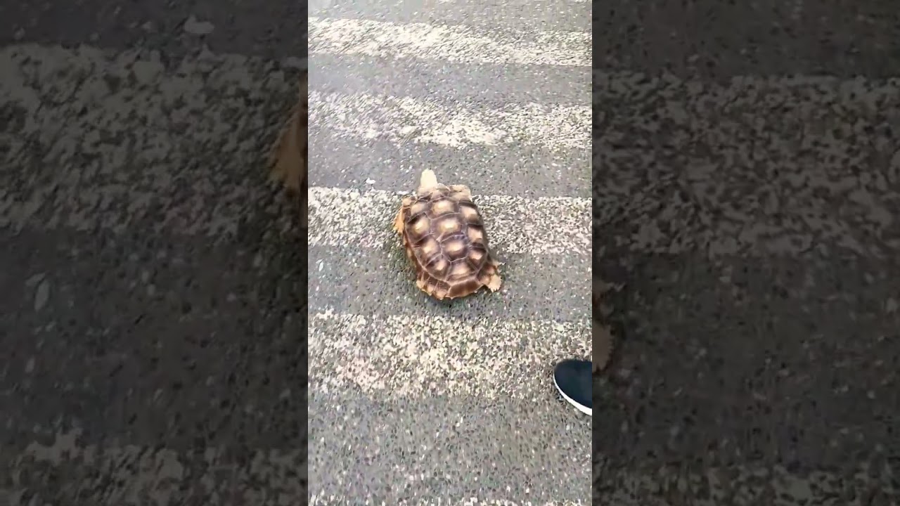 Cute Turtle Walking on the Street 🐢 