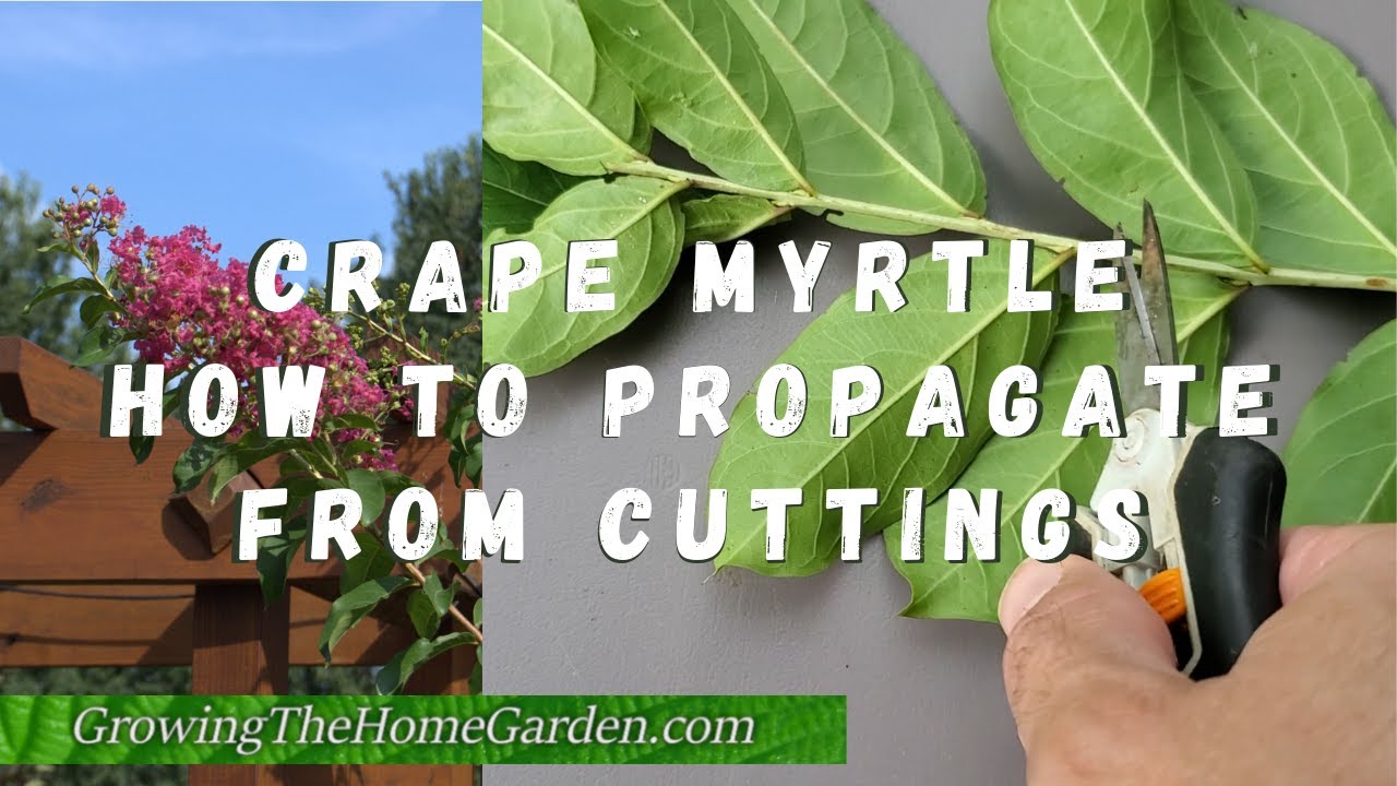 How to propagate crepe myrtle from cuttings video