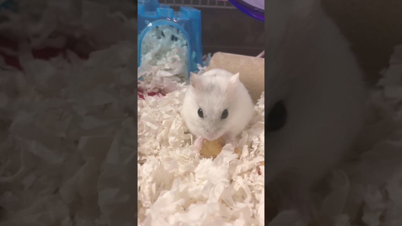 Honey Eating Dried Banana!🍌