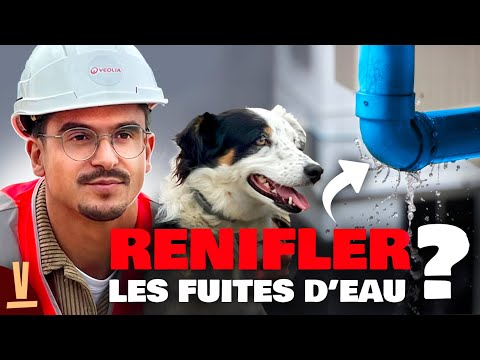 AI, Sniffer Dogs: New Ways to Detect Water Leaks - Wait, Let Me Explain