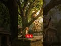 #Hanuman #JaiShreeRam #HanumanJi #RamBhaktHanuman #Ramayan #HinduStory #Shorts  #IndianMythology