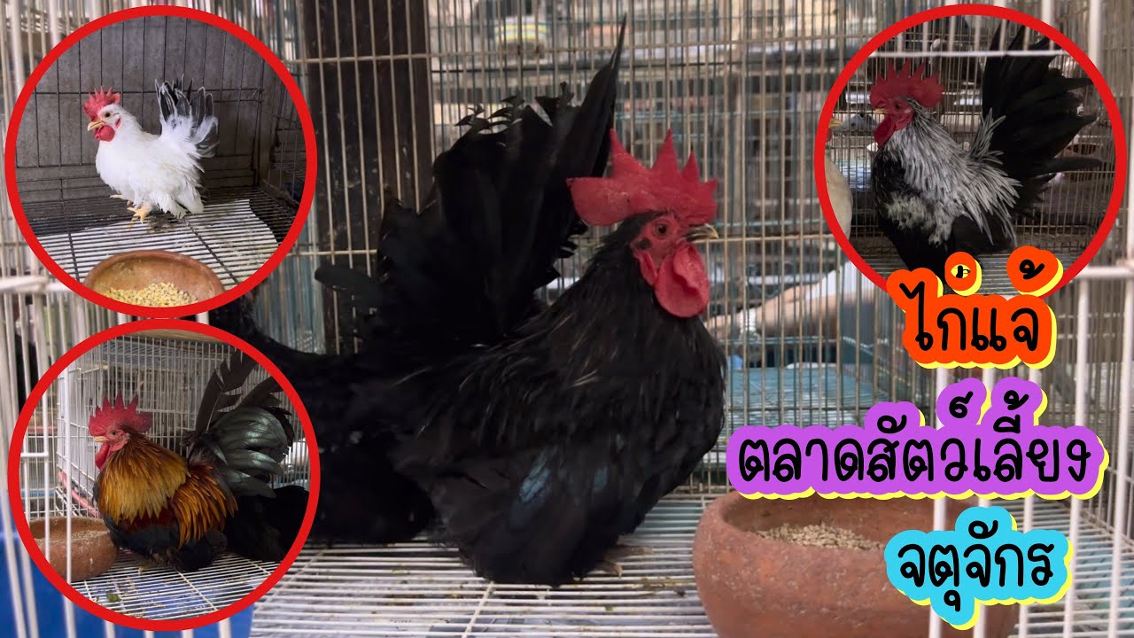 Zing’s Day lไก่แจ้…ตลาดสัตว์เลี้ยงจตุจักร