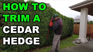 How To Trim A Cedar Hedge | Featuring Milwaukee M18 Hedge Trimmers