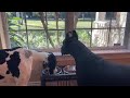 Happy Great Danes Enjoy Breakfast With A Squirrel View