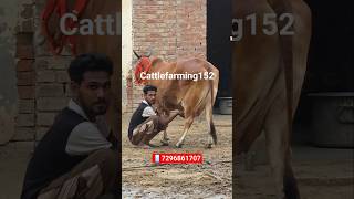 साहीवाल ख़रीदो पूरे पैसे घर पर👌 #cattlefarming152 #cattlefarming152 #cow #dairyherd #farming #murraha