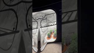 Humboldt Pineapple Upside Down Cake Veg Day 63 #viral #reels #shorts #trending #fyp #plants #garden