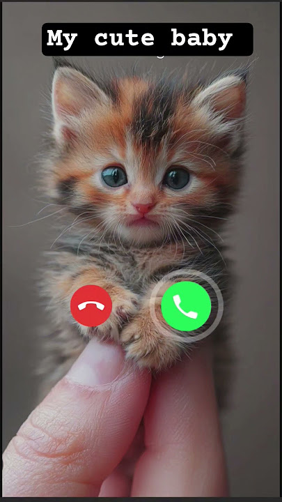 My cute baby is calling me 🤙🤙 #ringtone #call #kitten #calling